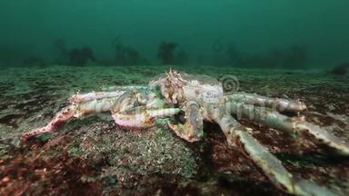 巨大的帝王蟹在巴伦支海寻找食物。